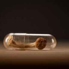 whole psilocybin mushroom inside a clear medicine capsule.on woo