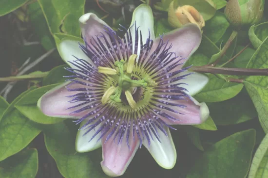 a beautiful passionflower symbolizing psychedelic therapy